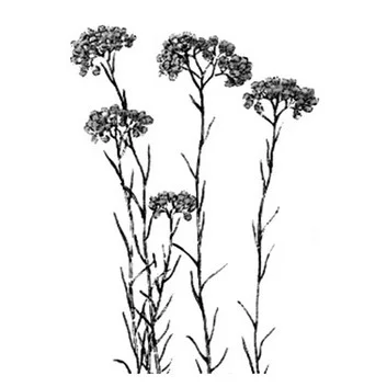 anti-hématome et anticoagulante très puissante, aide à la circulation sanguine (couperose), raffermit les tissus et facilite la cicatrisation.